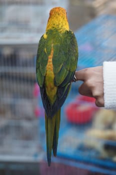 A vibrant parrot stands on a person's hand at a pet store.