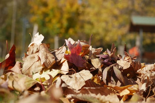 Brown and yellow leaves cover the ground in a tranquil park setting.