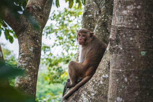 brown monkey sits on a tree in a tropical forest in Vietnam