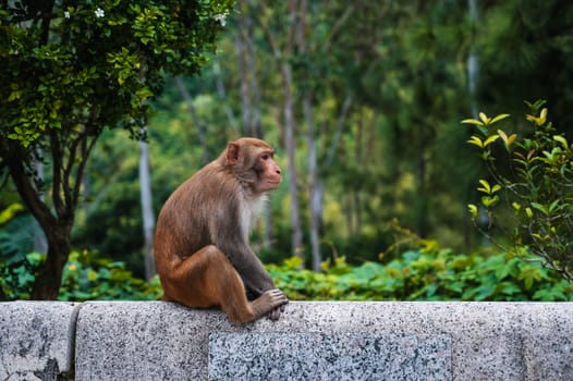 wild monkey in nature on monkey Mountain in Da Nang in Vietnam in Asia