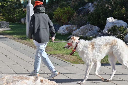The Russian Borzoi is a breed of hunting dog, classified by the FCI as belonging to Group 10 Sighthounds.