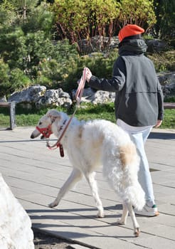 The Russian Borzoi is a breed of hunting dog, classified by the FCI as belonging to Group 10 Sighthounds.