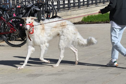 The Russian Borzoi is a breed of hunting dog, classified by the FCI as belonging to Group 10 Sighthounds.