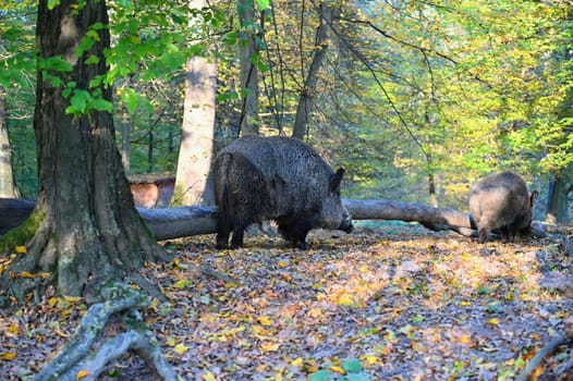Wild boars in nature. Beautiful concept for animals and nature.
