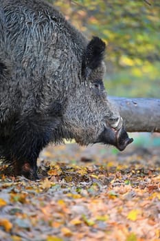 Wild boars in nature. Beautiful concept for animals and nature.
