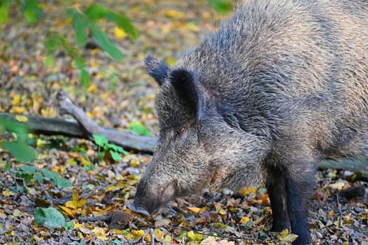 Wild boars in nature. Beautiful concept for animals and nature.
