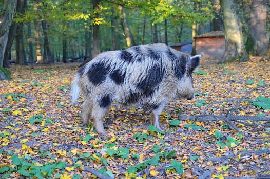 Wild boars in nature. Beautiful concept for animals and nature.
