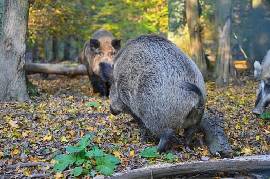 Wild boars in nature. Beautiful concept for animals and nature.
