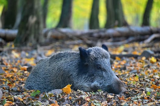 Wild boars in nature. Beautiful concept for animals and nature.
