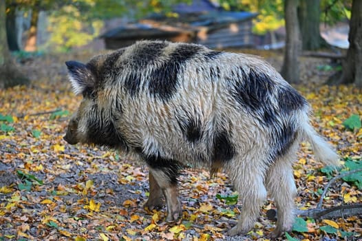 Wild boars in nature. Beautiful concept for animals and nature.
