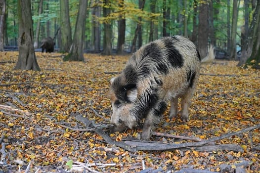 Wild boars in nature. Beautiful concept for animals and nature.
