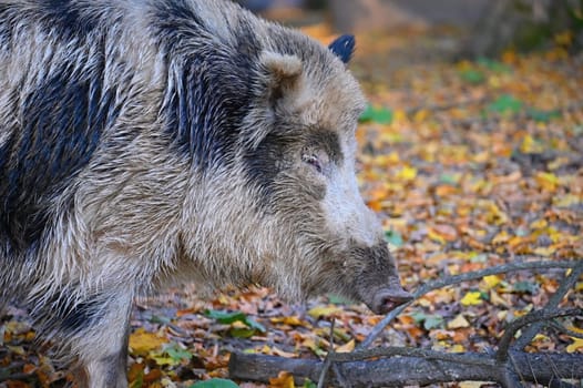 Wild boars in nature. Beautiful concept for animals and nature.
