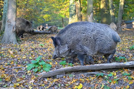 Wild boars in nature. Beautiful concept for animals and nature.
