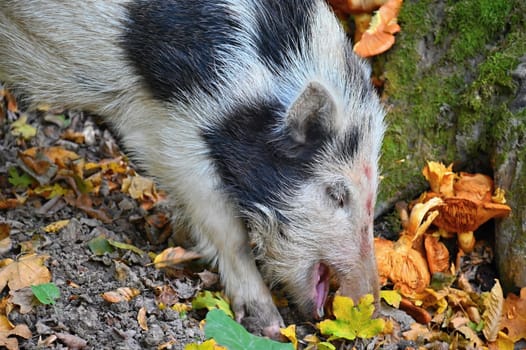 Wild boars in nature. Beautiful concept for animals and nature.
