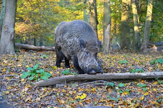 Wild boars in nature. Beautiful concept for animals and nature.
