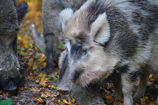 Wild boars in nature. Beautiful concept for animals and nature.
