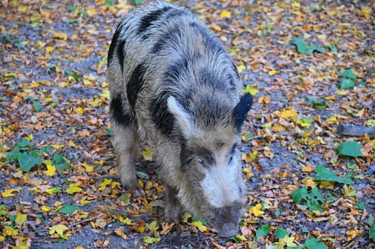 Wild boars in nature. Beautiful concept for animals and nature.
