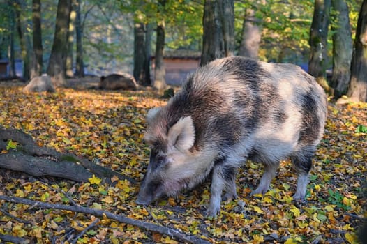 Wild boars in nature. Beautiful concept for animals and nature.
