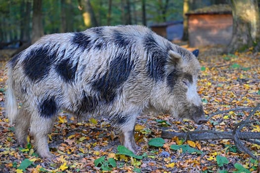 Wild boars in nature. Beautiful concept for animals and nature.
