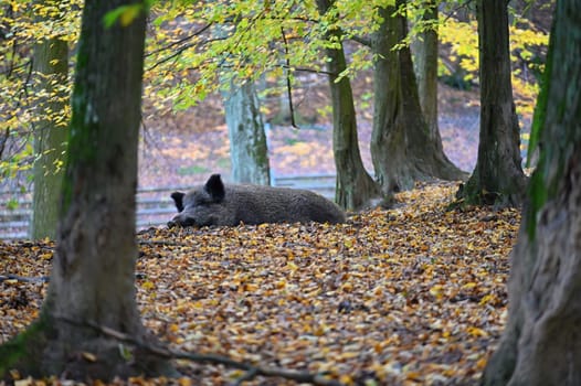 Wild boars in nature. Beautiful concept for animals and nature.
