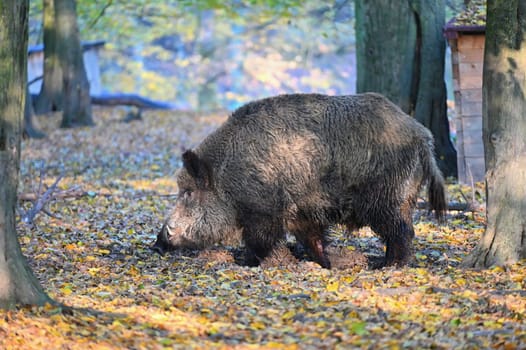 Wild boars in nature. Beautiful concept for animals and nature.
