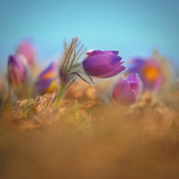 Nice little purple flower in the spring. Beautiful nature background for spring time on the meadow. Pasqueflower flower (Pulsatilla grandis)