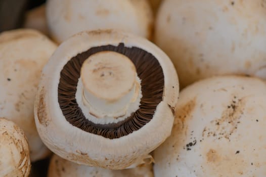 Plump, white mushrooms showcase their gills, illuminated beautifully by the dawn sunlight, enticing culinary creativity.