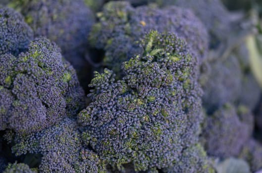 Fresh purple broccoli blooms in a sunny garden, highlighting the joys of summer produce.