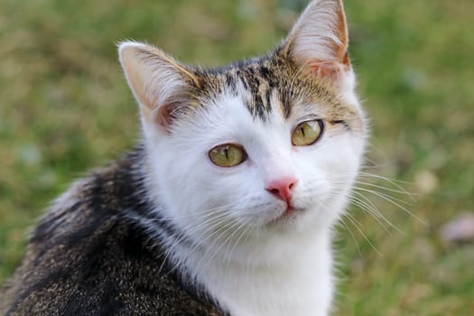 Nahaufnahme von dem Gesicht einer jungen weiß-braunen Katze