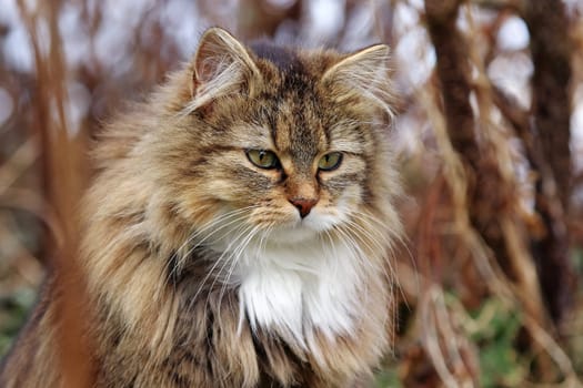 Das Gesicht einer neugierigen hübschen jungen Norwegischen Waldkatze