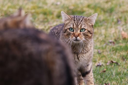 Eine männliche Katze mit grünen Augen wirbt um ein Weibchen