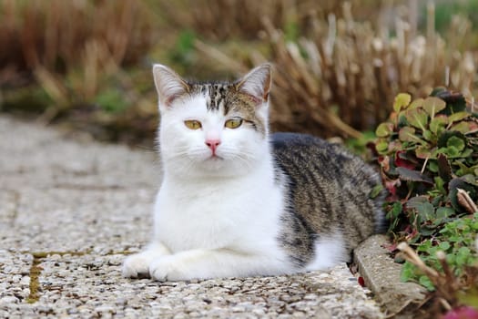 Eine junge neugierige weiß-braune Katze liegt entspannt auf dem Boden