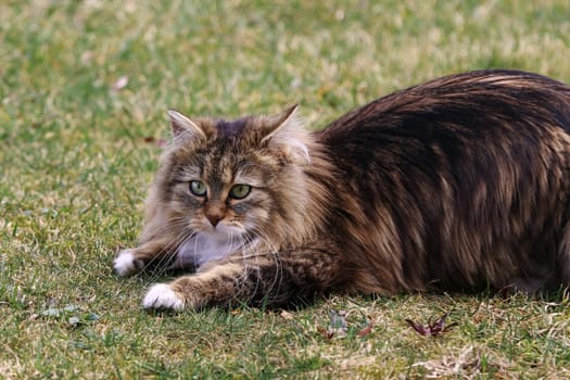 Eine hübsche junge Norwegische Waldkatze ist bereit zum spielen