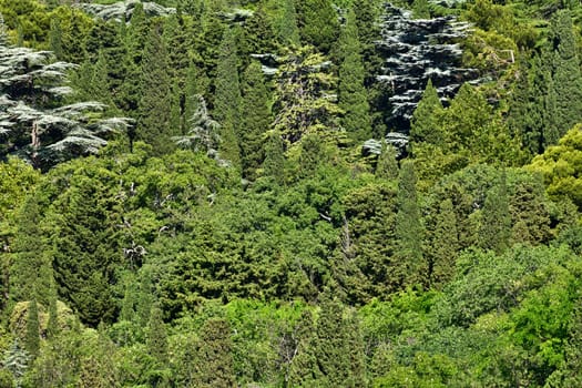 Background of coniferous trees. The Crimean nature