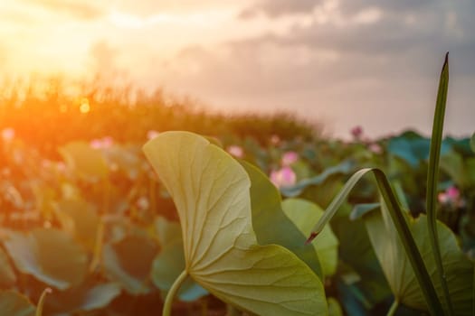 Sunrise in the field of lotuses, Pink lotus Nelumbo nucifera sways in the wind. Against the background of their green leaves. Lotus field on the lake in natural environment