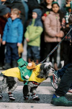 A dressedup dog walks proudly in a lively parade with excited spectators around