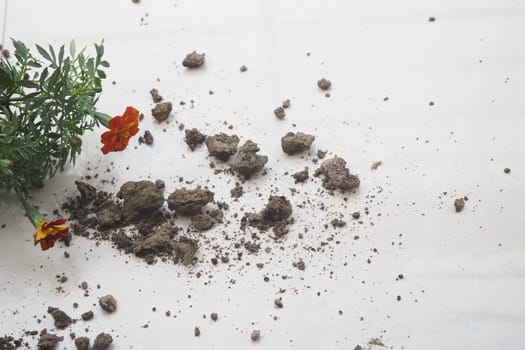 Soil clumps and marigold petals are scattered on a white surface outdoors.