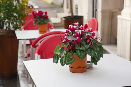 Bright cyclamen flowers adorn outdoor cafe tables in springtime.