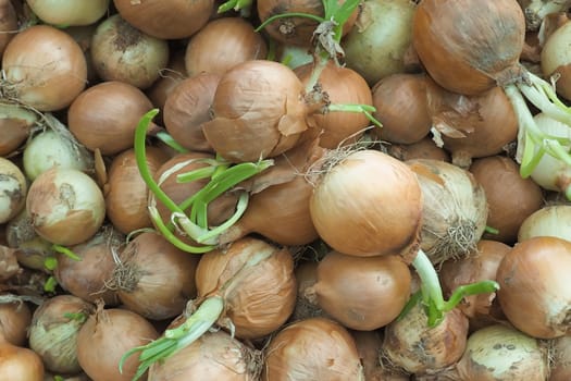 Sprouting onions are stacked together, showcasing their earthy tones and roots.