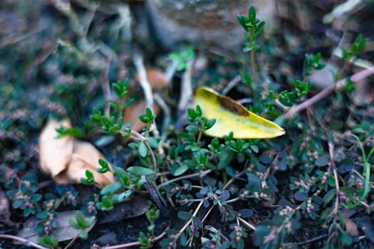 Portulaca Quadrifida Plants Covering The Ground, Background for advertising and wallpaper in natural environment and nature scene