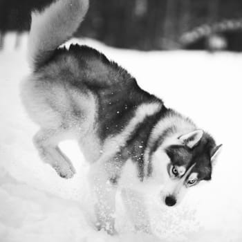 The gray-white blue-eyed fluffy dog of the Siberian Husky breed funny plays and jumps in the winter on the snow outdoors. Black and white photo