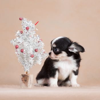 Little cute puppy of dog Chihuahua breed, black and white, fluffy, sitting next to a silver Christmas tree, in the studio on a beige background