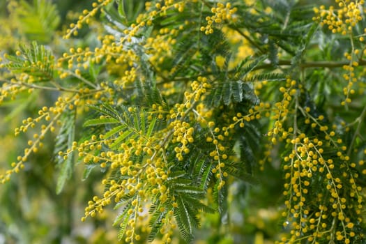 Beautiful bright yellow hairy mimosa flowers close-up. Blooming mimosa tree in early spring waves on wind. Sunny spring day. Acacia dealbata. Fluffy flowers in spring garden with sunny bokeh light