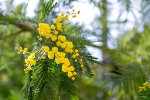 Beautiful bright yellow hairy mimosa flowers close-up. Blooming mimosa tree in early spring waves on wind. Sunny spring day. Acacia dealbata. Fluffy flowers in spring garden with sunny bokeh light