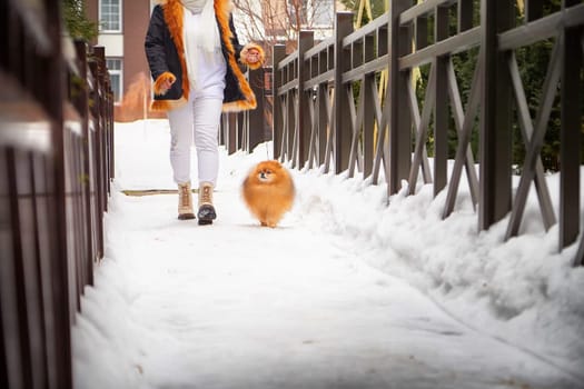 A fluffy Pomeranian dog walks through a snowy area alongside its owner, who is dressed warmly for winter.