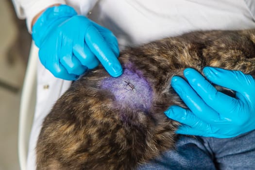 Veterinarian treats a cat. Selective focus. animal.