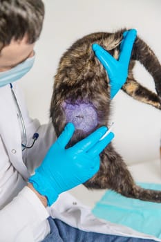 Veterinarian treats a cat. Selective focus. animal.