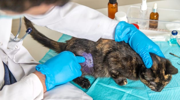 Veterinarian treats a cat. Selective focus. animal.