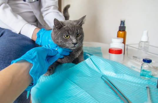 Veterinarian treats a cat. Selective focus. animal.