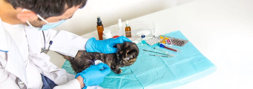 Veterinarian treats a cat. Selective focus. animal.